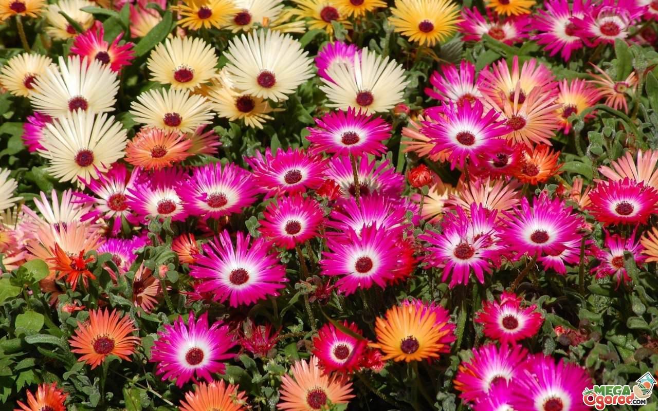 Многолетние цветы - советы по выбору для начинающих садоводов (120 фото + видео)