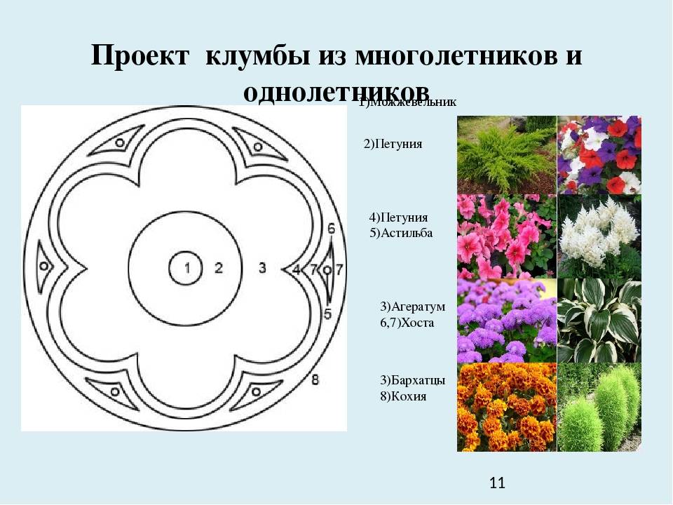 Однолетние цветы для клумбы или дачи: фото с названиями (каталог)