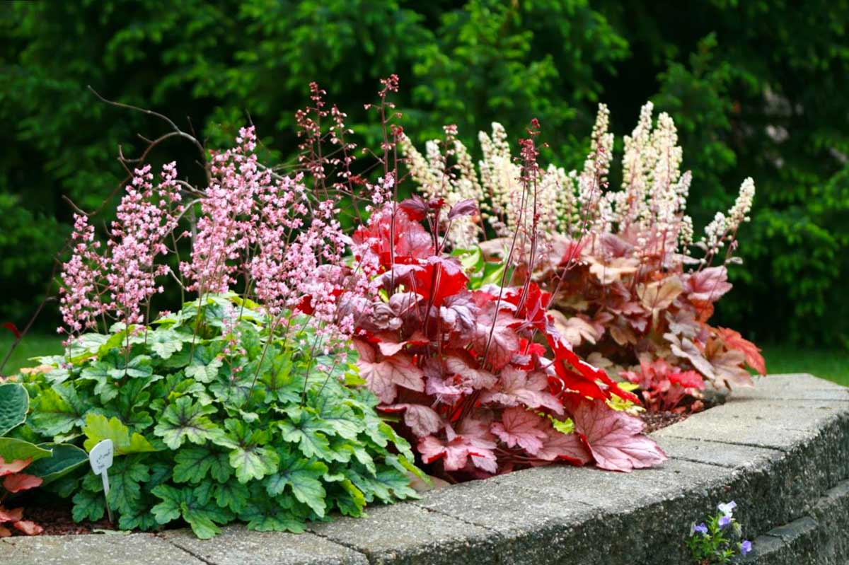 Гейхера (Heuchera)