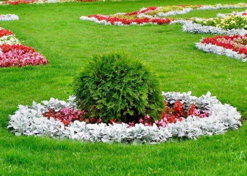 Цветы для клумбы: фото с названиями (каталог)