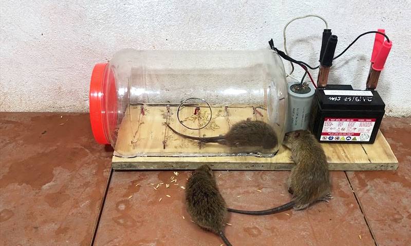 Как избавиться от мышей и крыс. механизмы, яды, народные средства