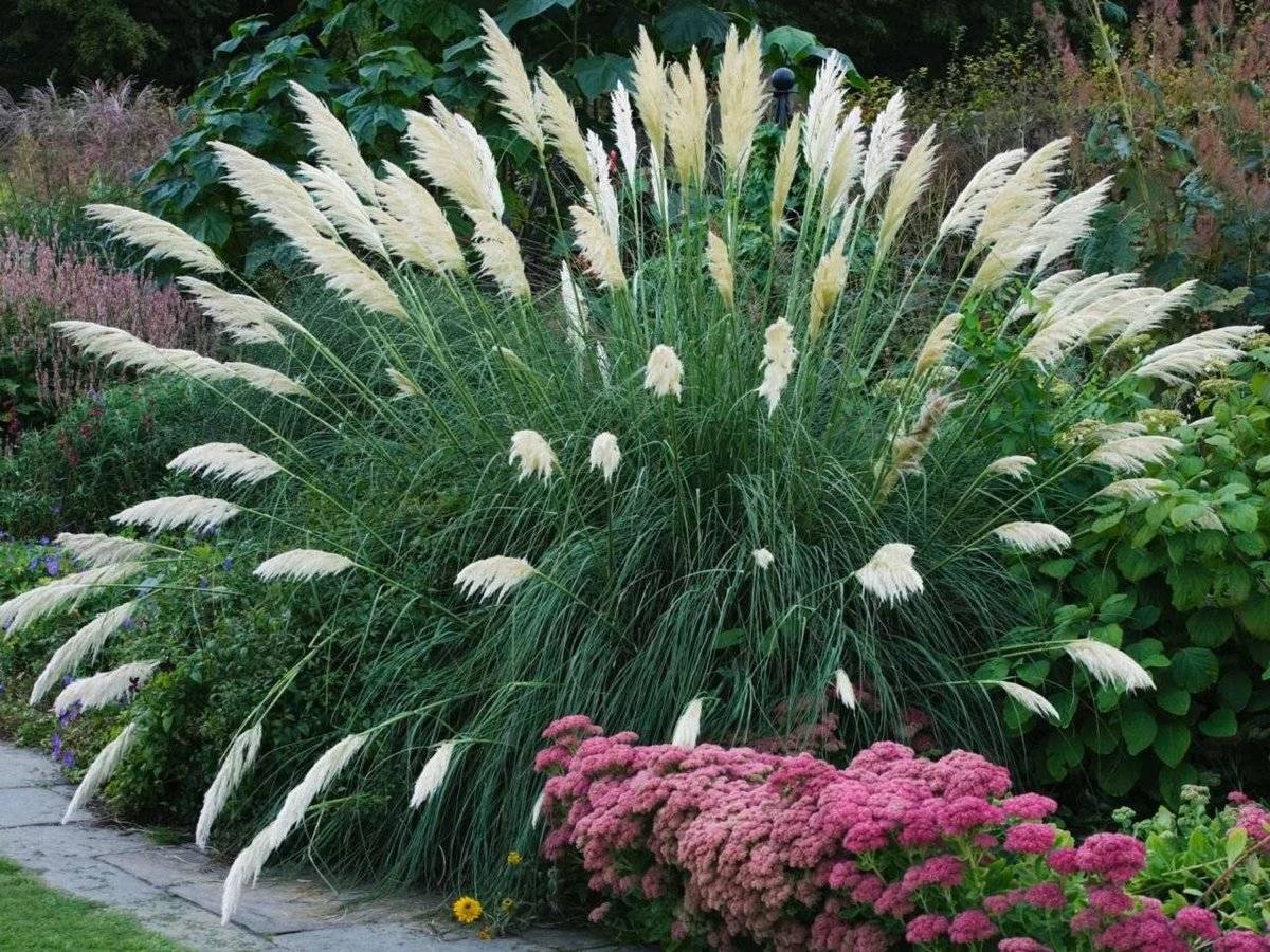 Декоративные травы для сада: названия и фото популярных растений, комбинированная посадка