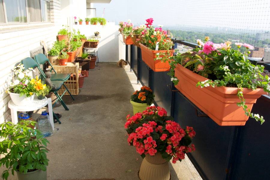 Цветы для выращивания на балконе