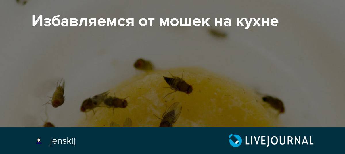 Как избавиться от мошек в квартире на кухне осенью. Мелкие мошки на кухне как избавиться. На кухне появились маленькие мушки что делать. Пищевые мошки откуда берутся.