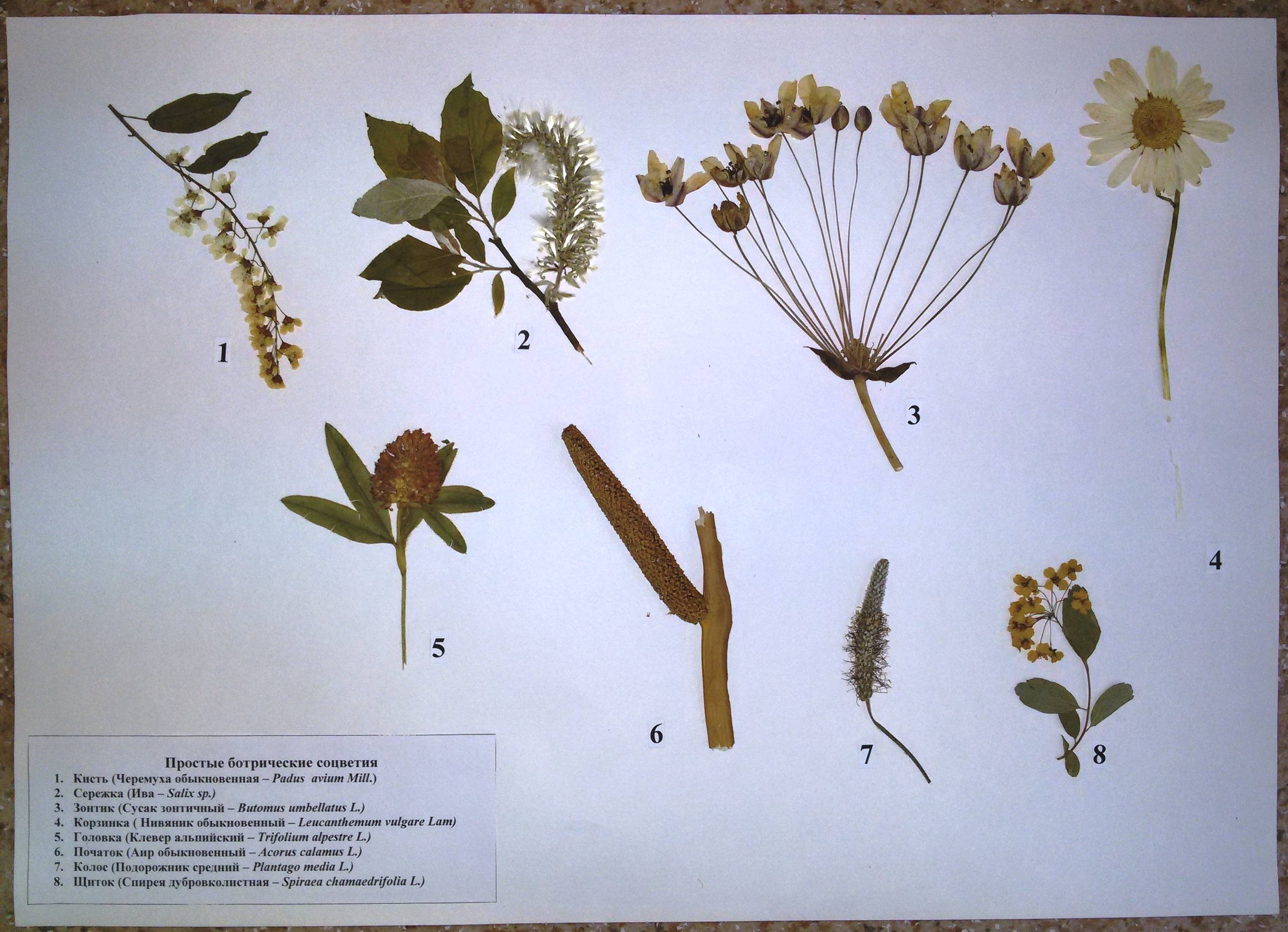 Гербарий из листьев – как правильно сушить листья для гербария » сусеки