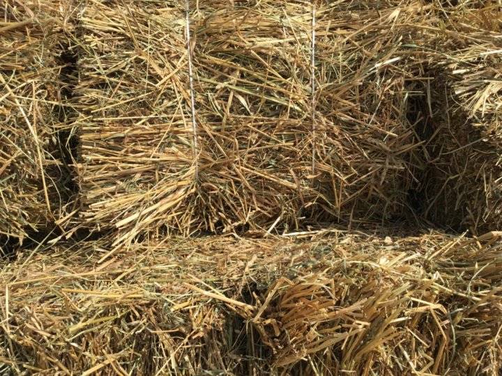 Как заготовить сено на зиму – сушим траву для домашних животных