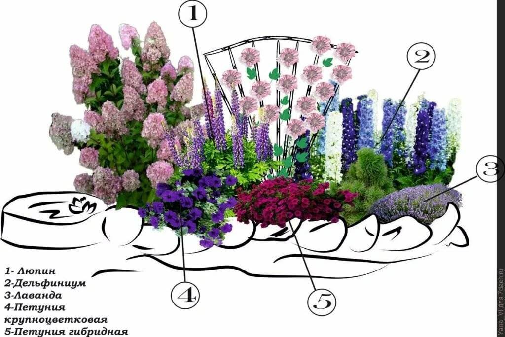 Схема клумб из многолетников с названиями для дачи