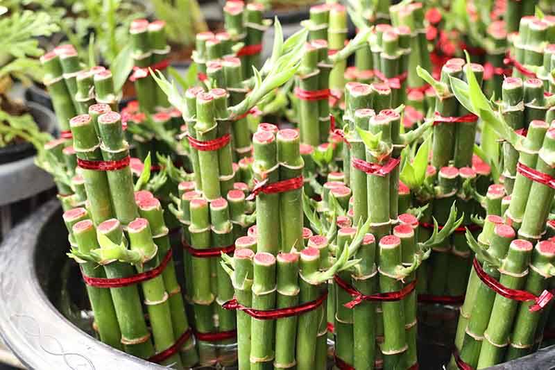 Комнатный бамбук – растение счастья и удачи. идеи +