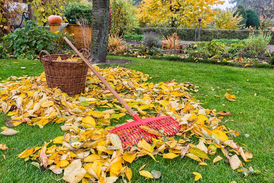Осенние работы в саду и огороде: что нужно сделать