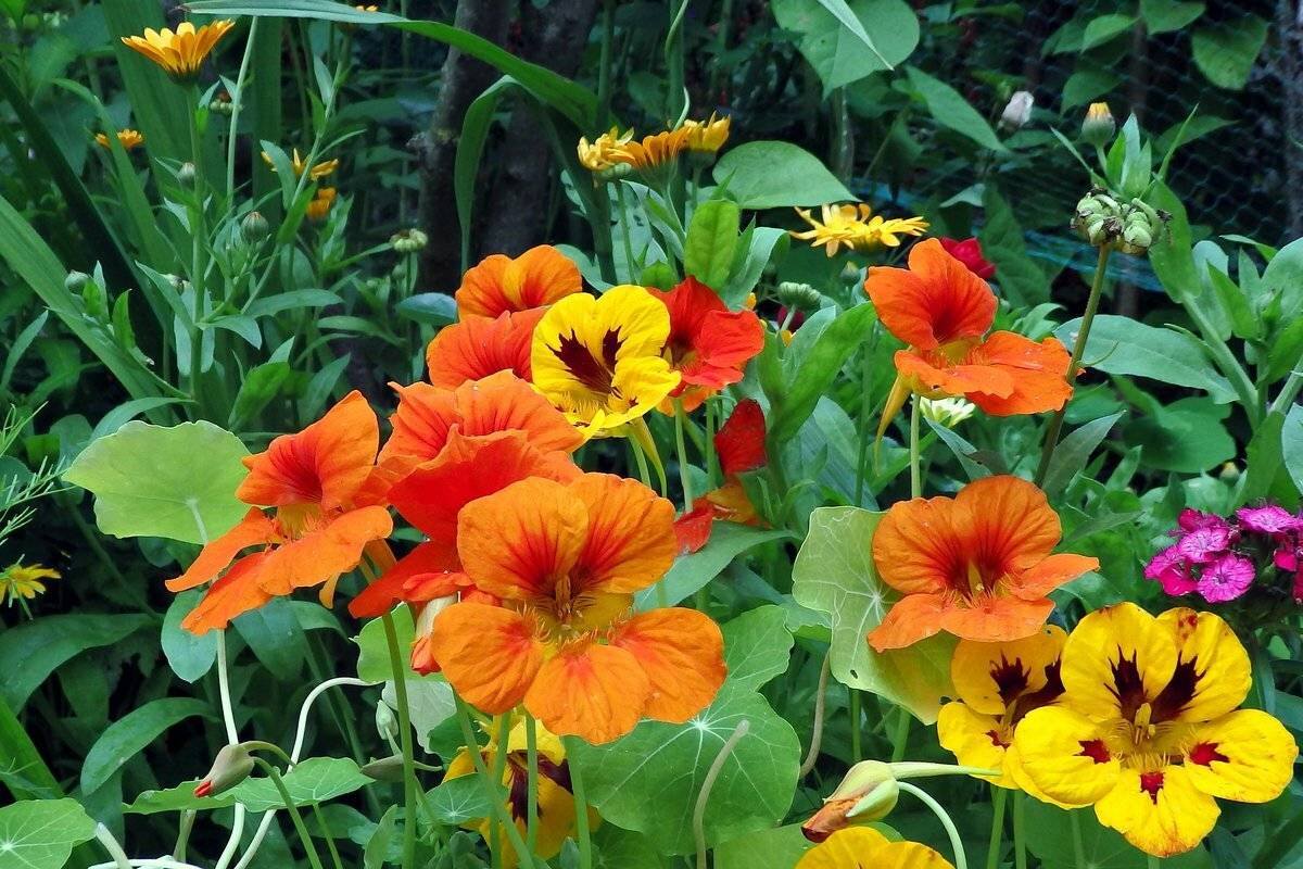 Неприхотливые цветы для клумбы однолетние с названиями и фото для сада
