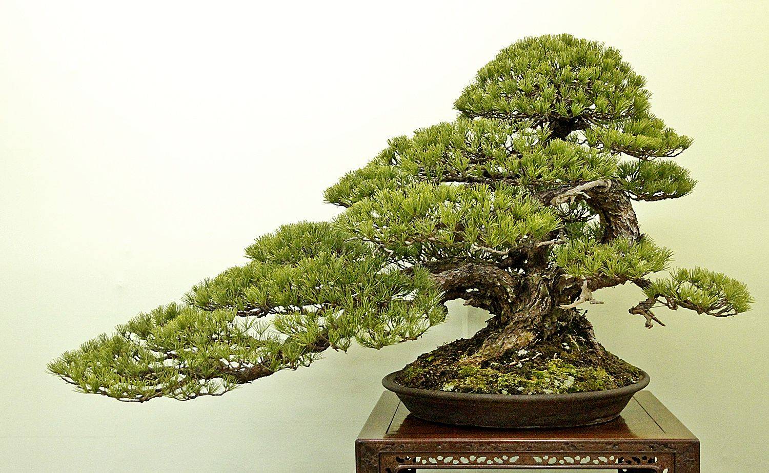 дерево бонсай фото
