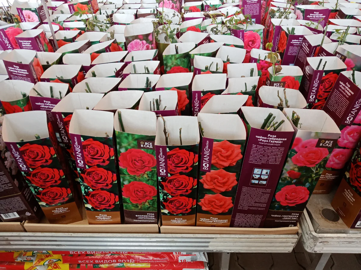 Саженцы роз в коробке. Рассада роз. Саженцы роз в Ашане. Сажгняы роз в коробочках в магазине.