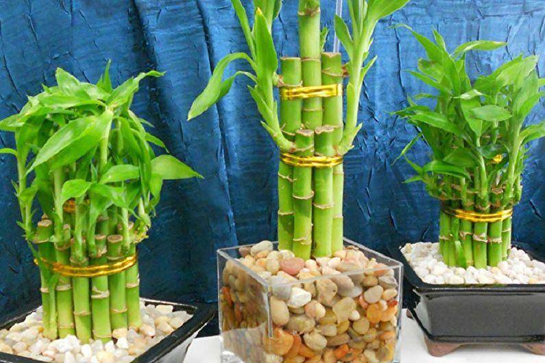 Правильный уход за комнатным растением бамбуком