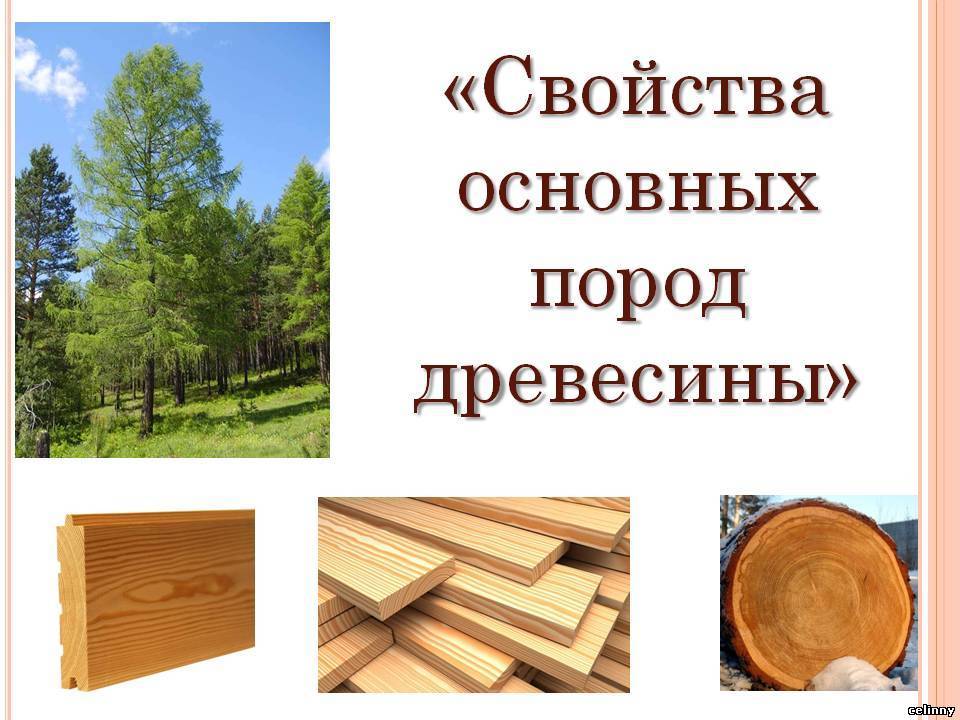Как выбрать древесину для строительства дома, какие породы лучше.