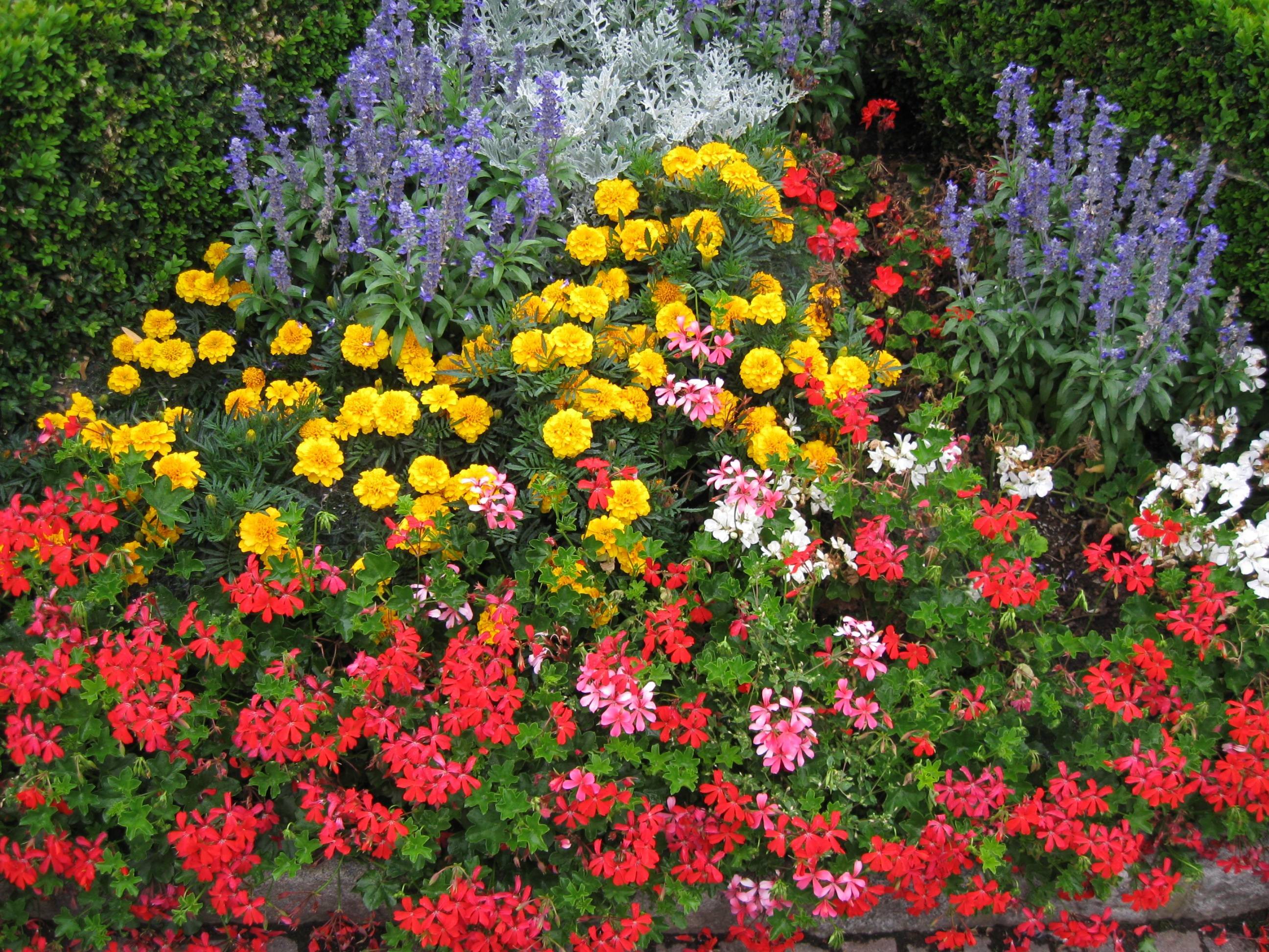 Низкорослые цветы для клумб цветущие все лето: названия с фото
