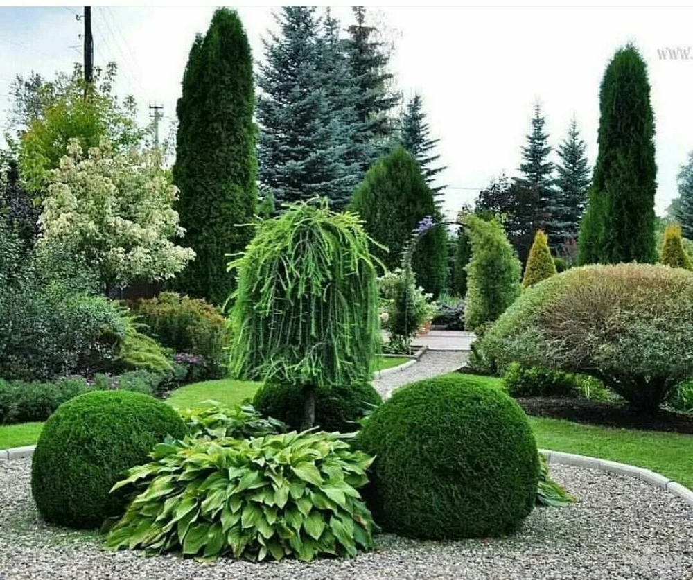 Вечнозеленые декоративные деревья в ландшафтном дизайне сада или дачи
