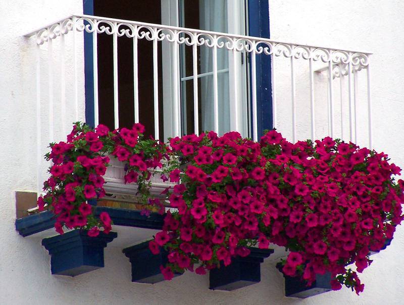 Какие цветы посадить на балконе, чтобы цвели все лето?