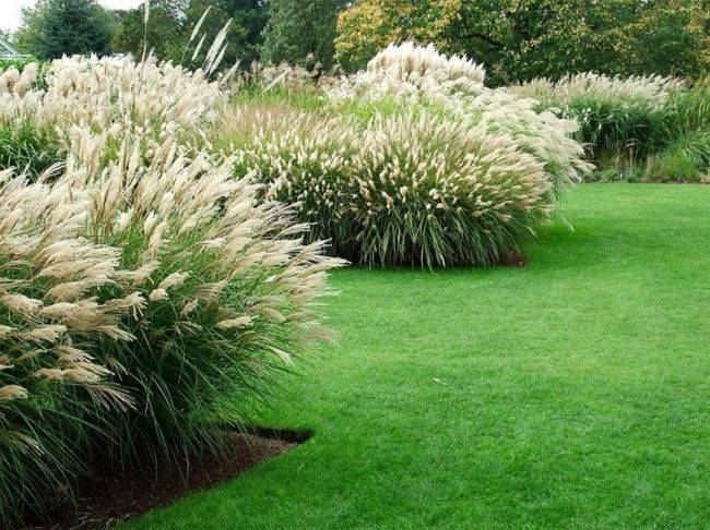 Декоративная трава - сорта травы и советы по подбору растений для украшения участка