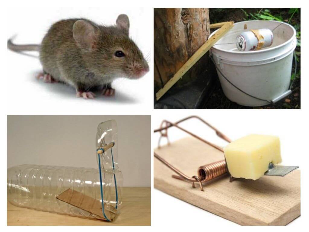 Как избавиться от мышей в квартире: покупные и народные средства борьбы с грызунами