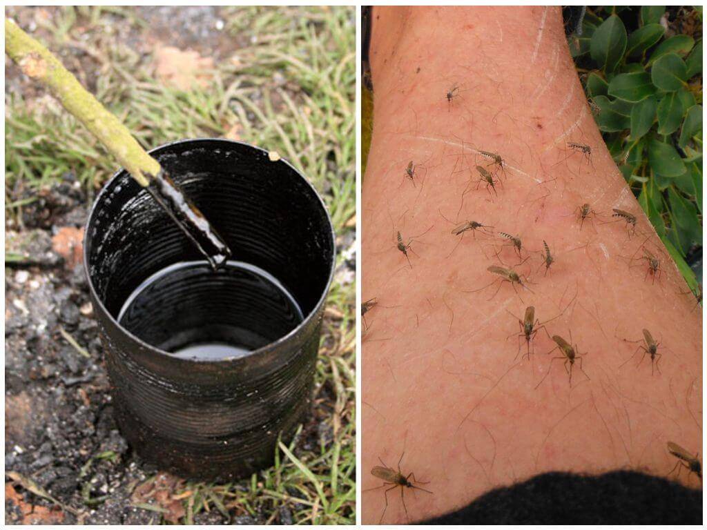 Как избавиться от комаров в походе, на рыбалке и при отдыхе на природе