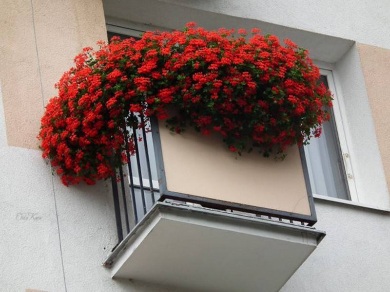 Красивые ампельные цветы для кашпо свисающие на улице