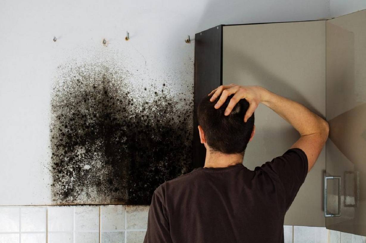 Как избавиться от плесени на стенах в квартире – причины появления и способы борьбы с грибком