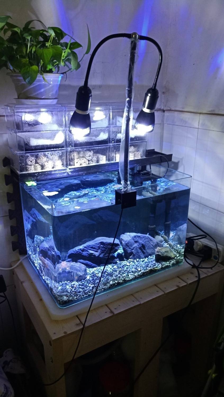 Лампа для аквариума: расчет мощности подсветки для рыб и растений