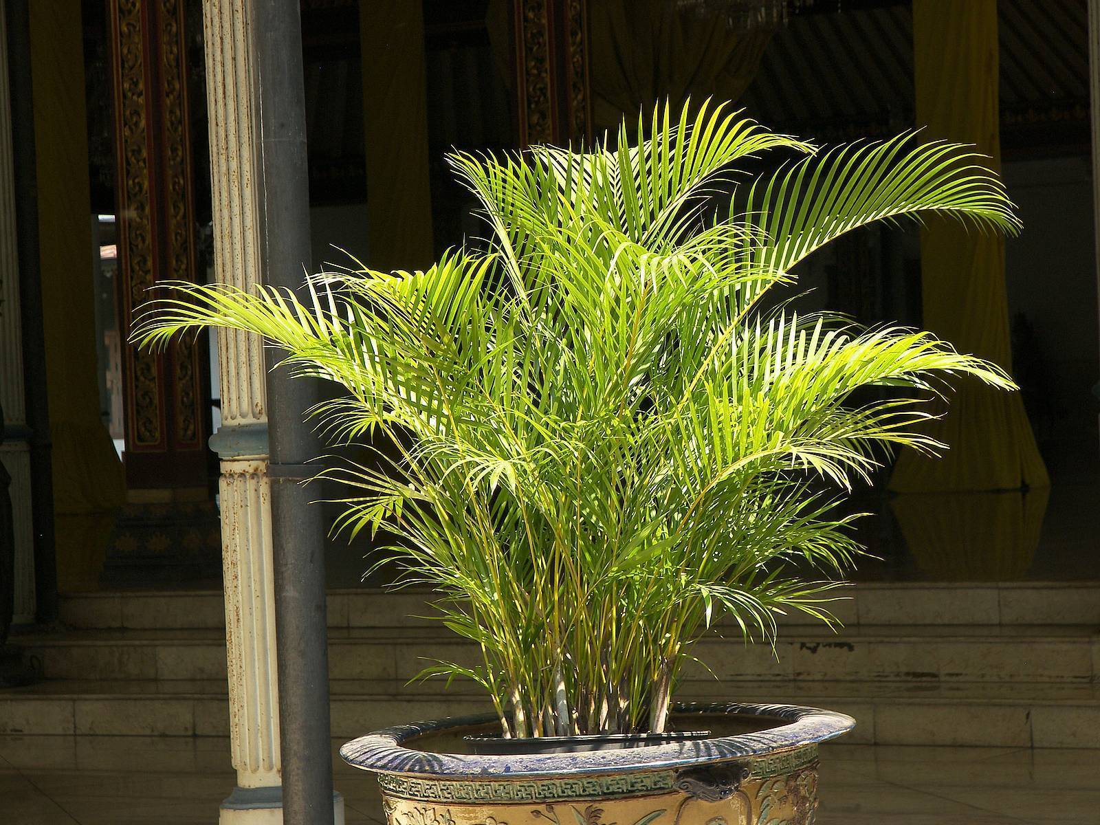 Цветы в виде пальмы фото и название