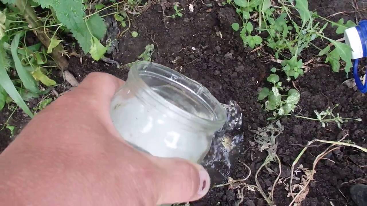 Как избавиться от муравьев в огороде, дома или теплице |  обработка средствами на садовом участке