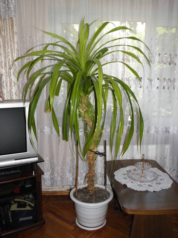 Цветы домашние комнатные название с фото пальмы