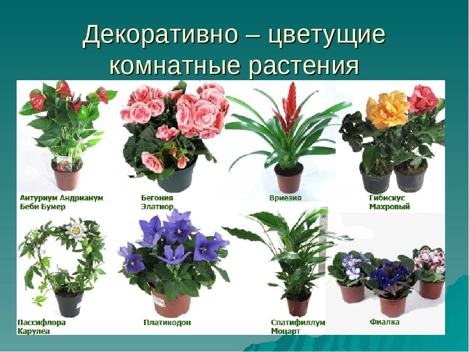 Домашние цветы список и фото