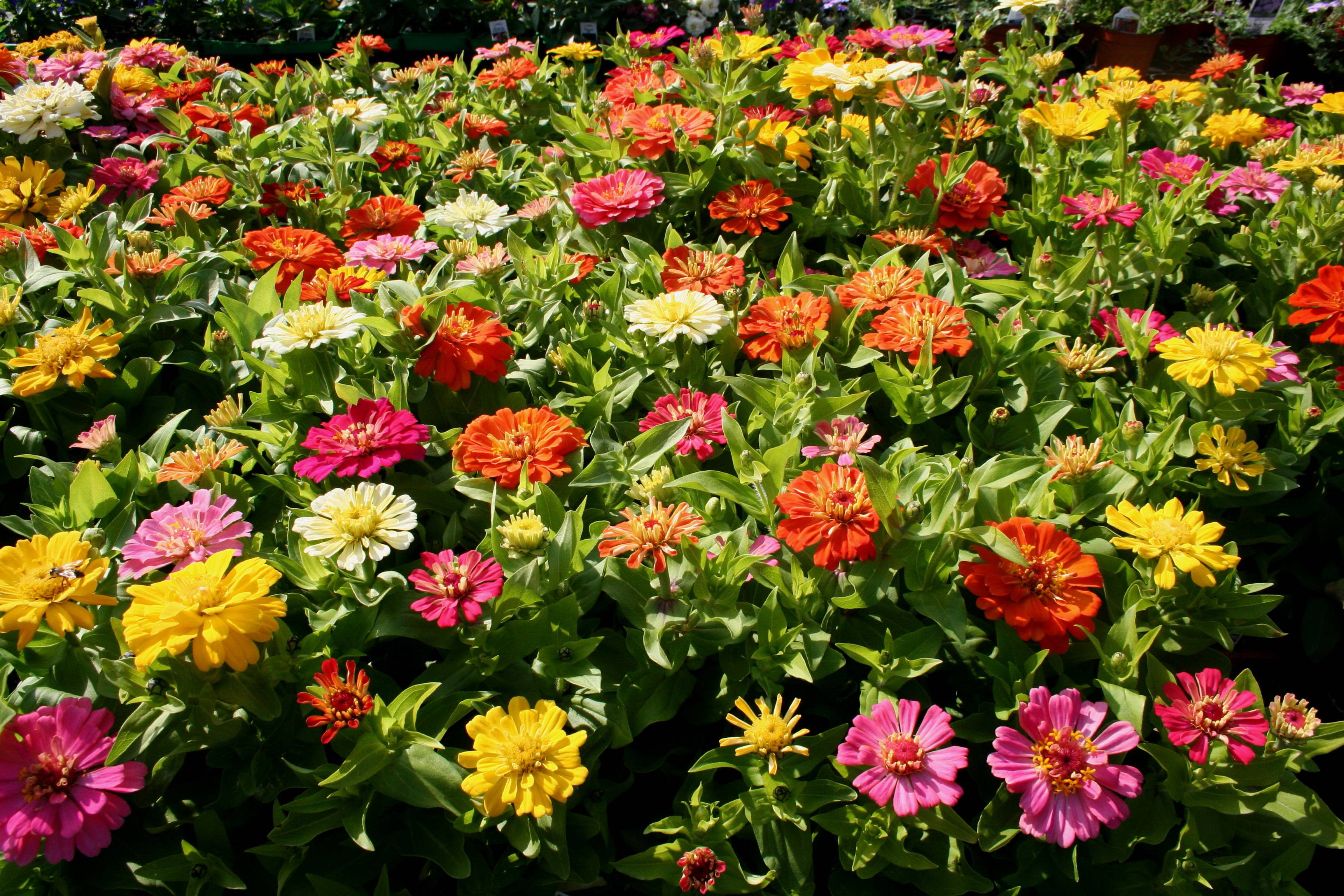 Неприхотливые цветы для клумбы однолетние с названиями и фото для сада