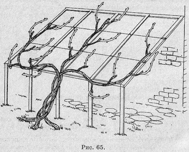 Шпалера для винограда своими руками чертежи и фото на даче