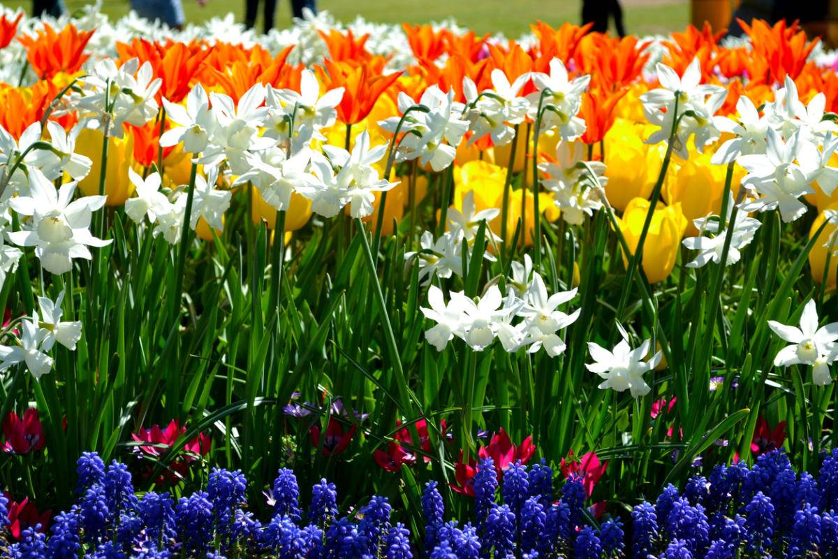 Весенние цветы и клумбы фото и названия