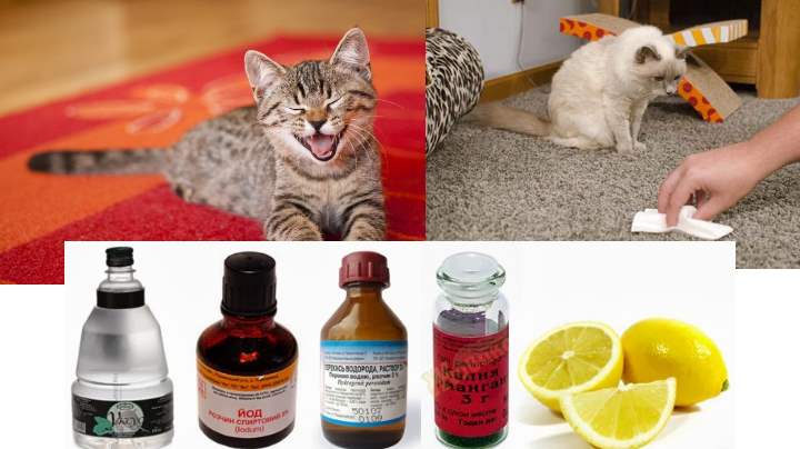 Как избавиться от запаха кошачьей мочи