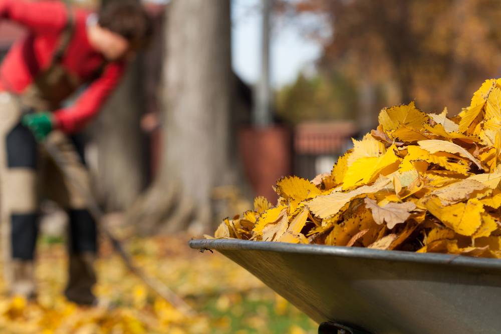 Осенняя уборка на даче, что делать в первую очередь. работы в саду осенью | дачная жизнь