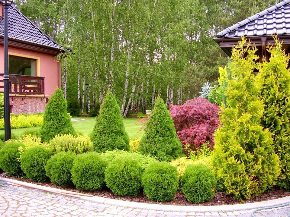 12 самых красивых зимостойких кустарников для вашего сада