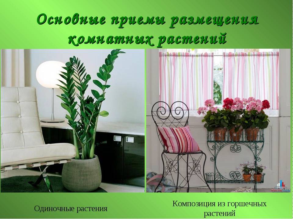 Цветы в интерьере - виды и места размещения +50 примеров с фото