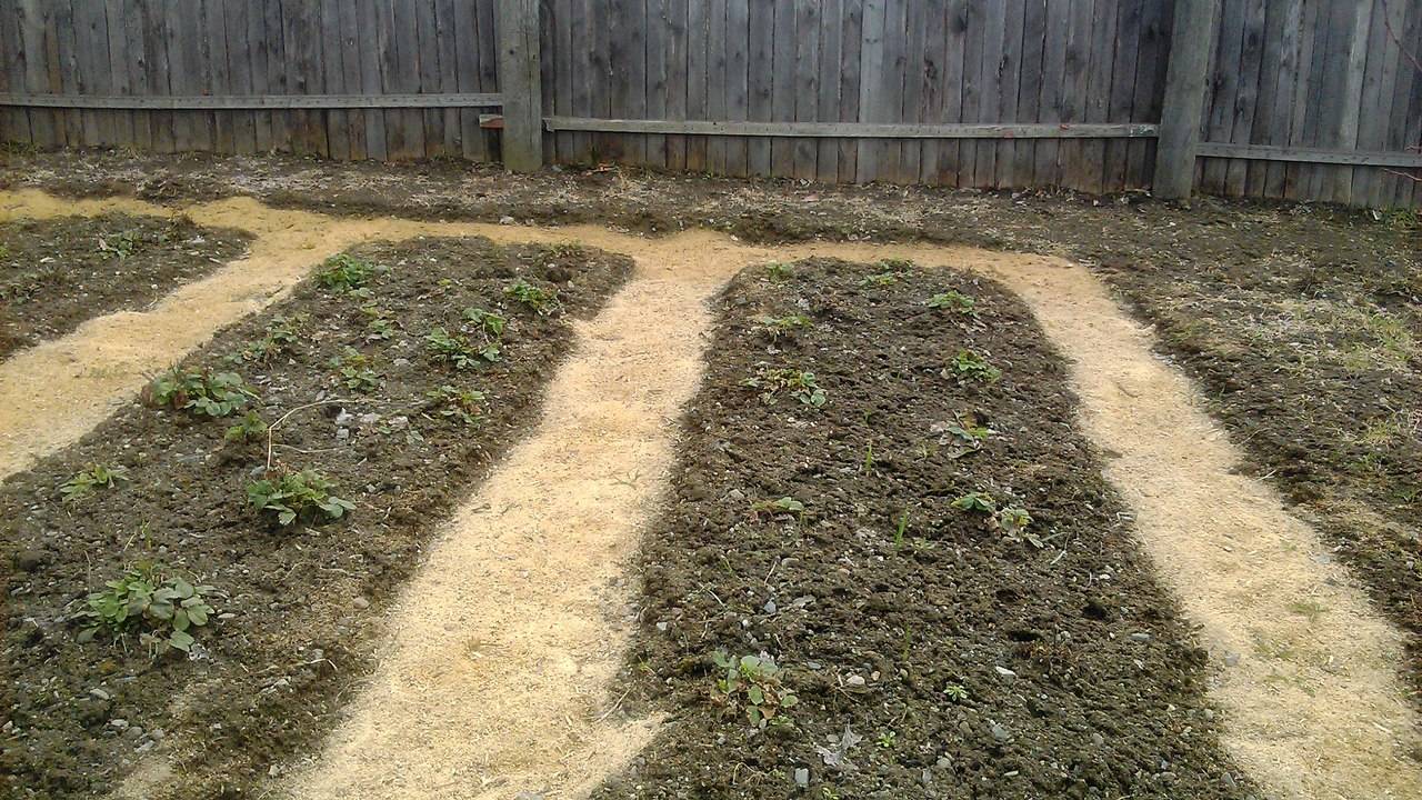 Опилки для огорода: 5 способов применения опилок в саду и огороде