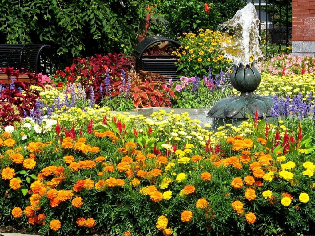 Идеи для оформления клумб на даче и в саду, с какими другими цветами сочетаются бархатцы, красивые примеры