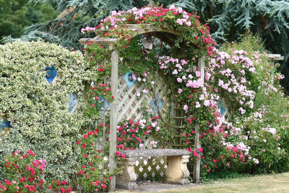 Розы у беседки в саду фото