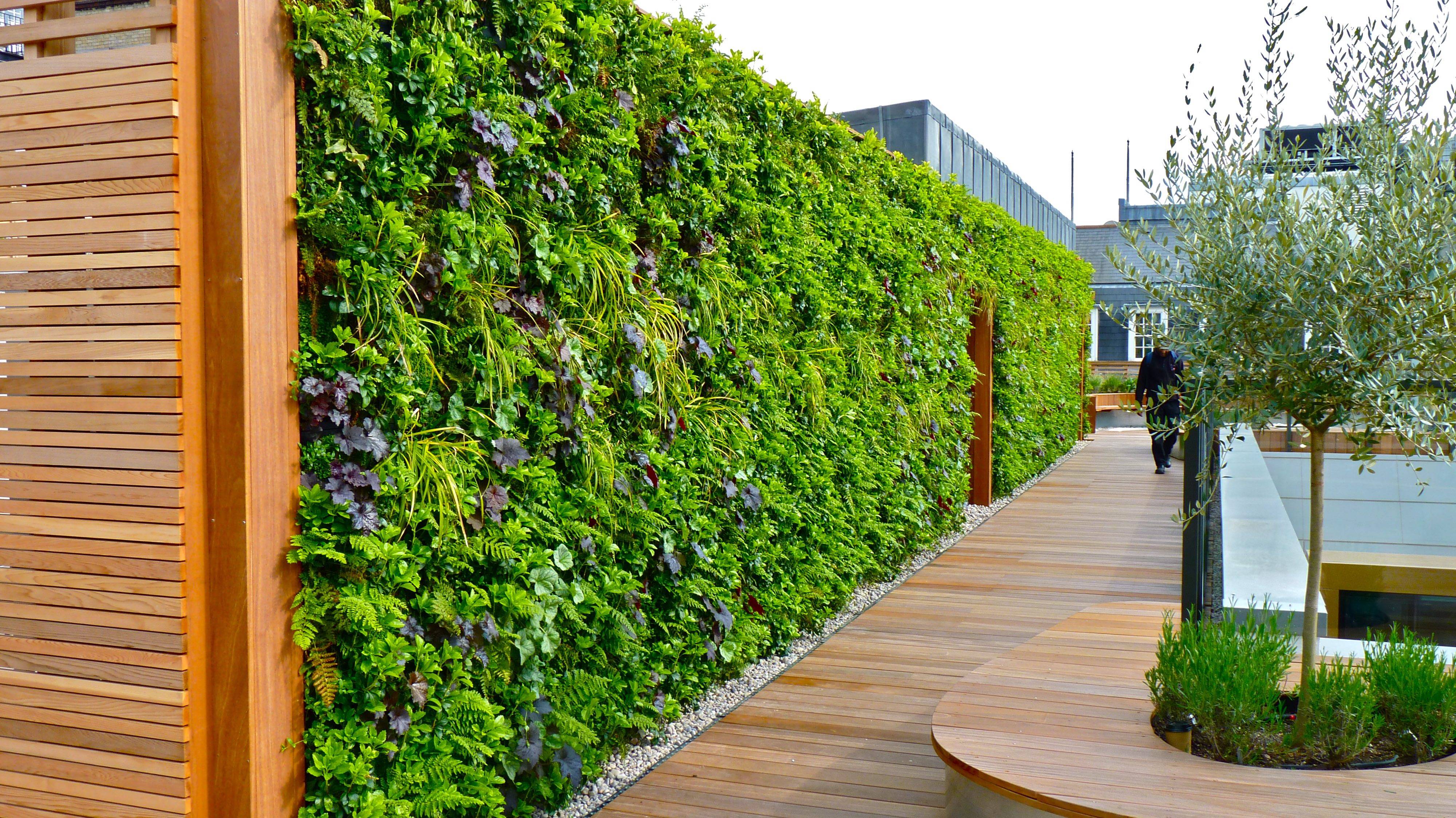Вертикальное озеленение дачи своими руками: советы от ландшафтных дизайнеров