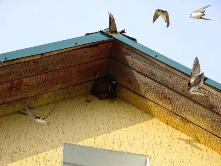 Воробьи гнездо под карнизом. Гнездо ласточки под крышей. Гнездо ласточки под крышей дома. Гнездо под крышей. Домик для ласточек.