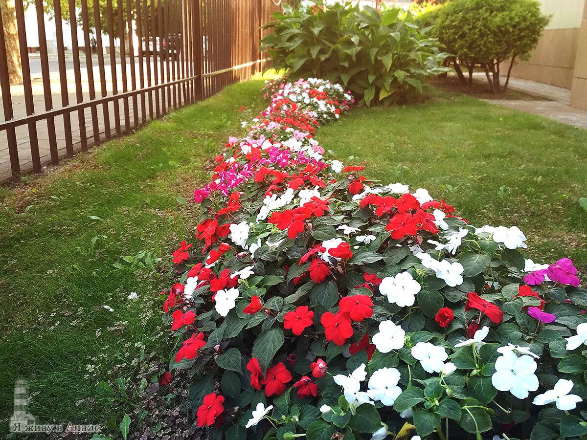 цветы катарантус фото садовые