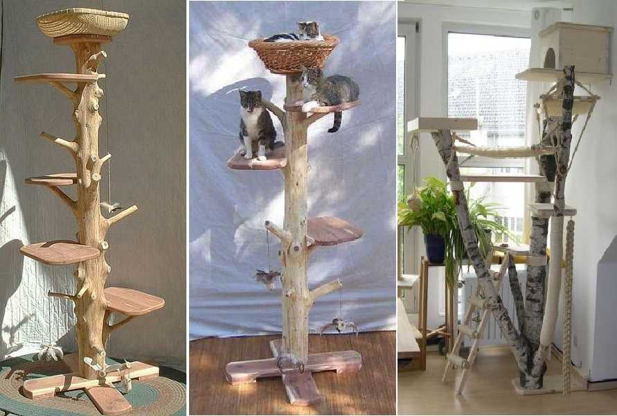 Как приучить кошку к домику