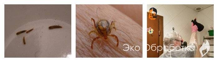 Белые жучки в ванной: что за зверь и как с ним бороться?