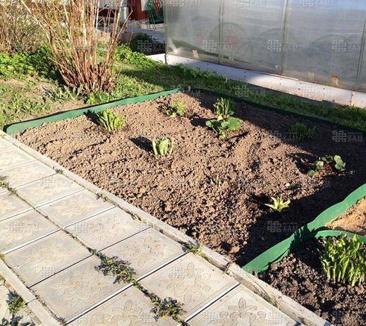 Бордюрная лента для клумбы на даче | во саду и в огороде