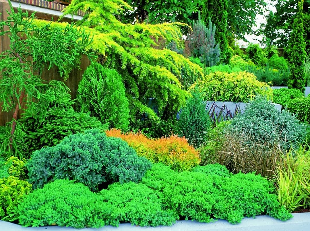 Вечнозелёные растения: виды и их характеристики, способы использования в ландшафтном дизайне сада