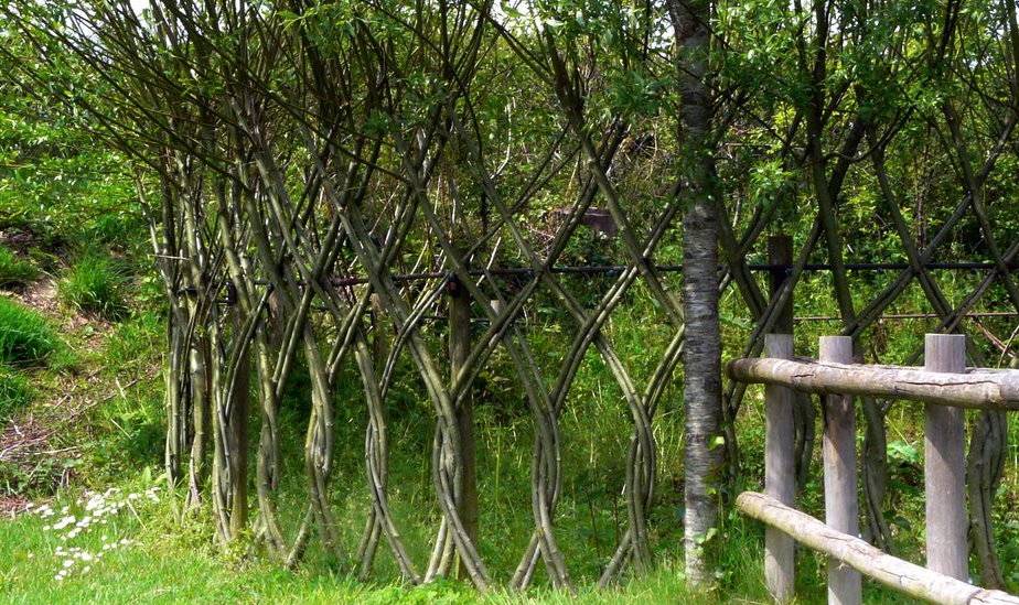 Живая изгородь из ивы: фото красивого дизайна натурального забора