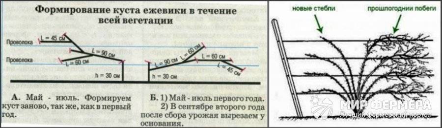 Схема посадки малины ремонтантной ряды кустов